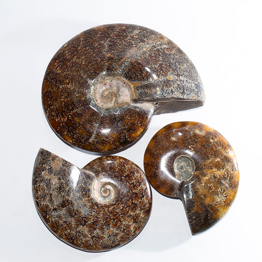 Jade screw fossil biliary fossil