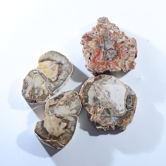 Natural polished wood fossil board sample decoration