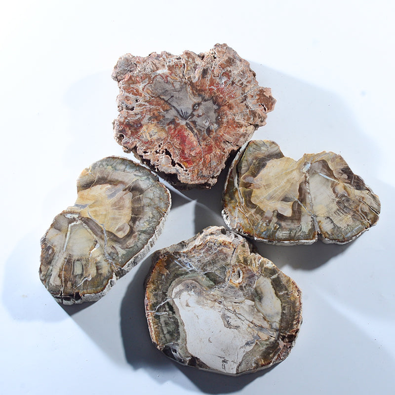 天然拋光木化石板樣品擺飾
