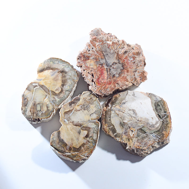 天然拋光木化石板樣品擺飾